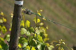 Bernhard Saalfeld - DSC05800 -1